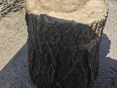 Cottonwood Trunk