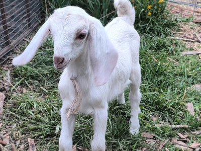 Goat, Baby Doe