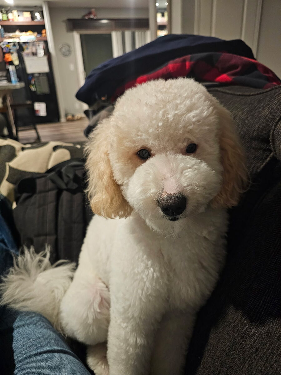 Mini goldendoodle for stud/breeding