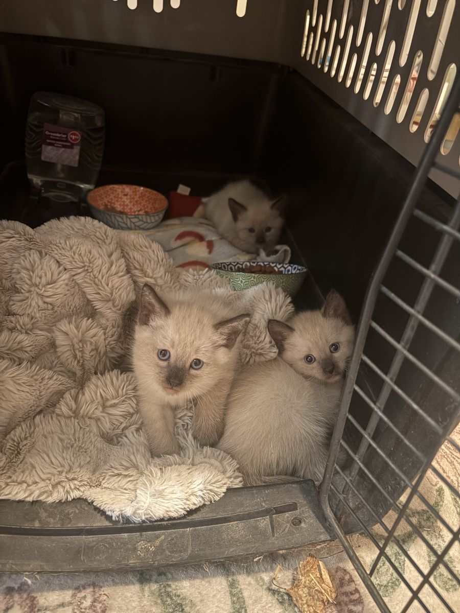  Siamese Kittens 