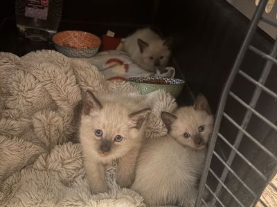 Siamese Kittens