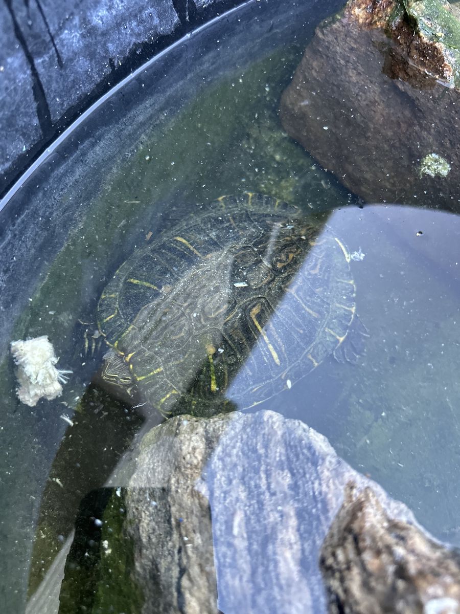 turtle