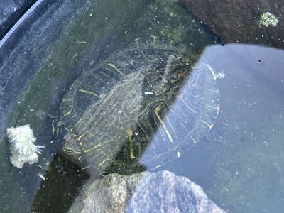turtle