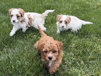 Mini Cavapoo Puppies