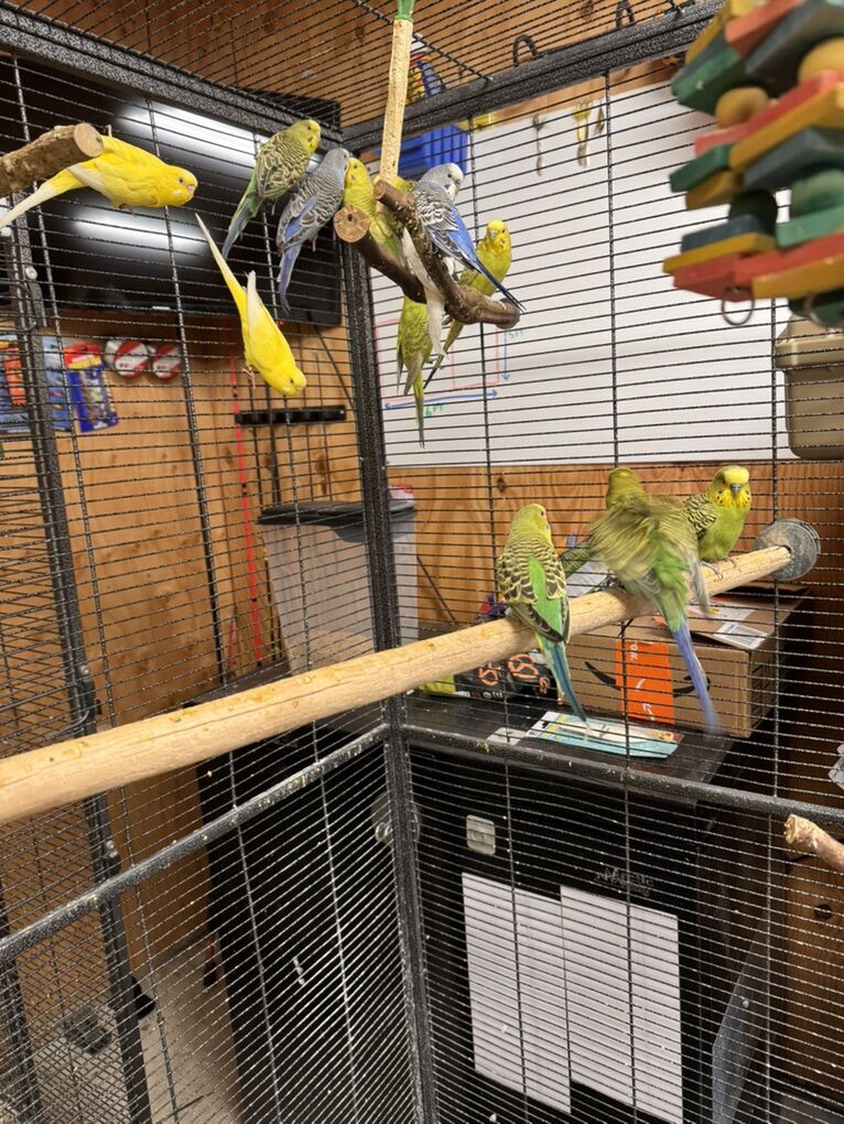 Parakeets
