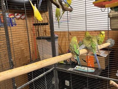 Parakeets