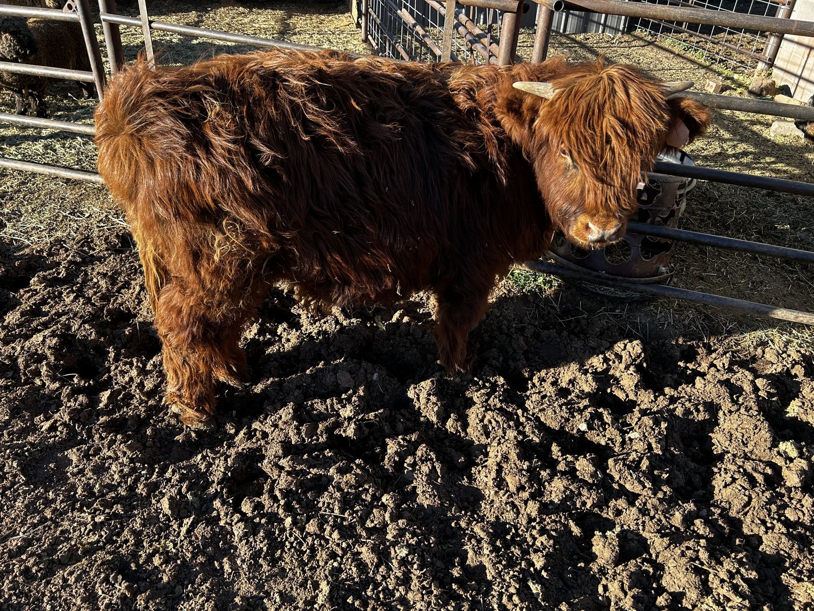 Yearling Highland Steers