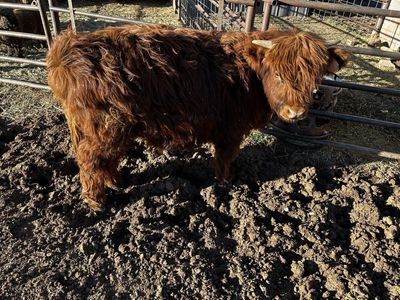 Yearling Highland Steers