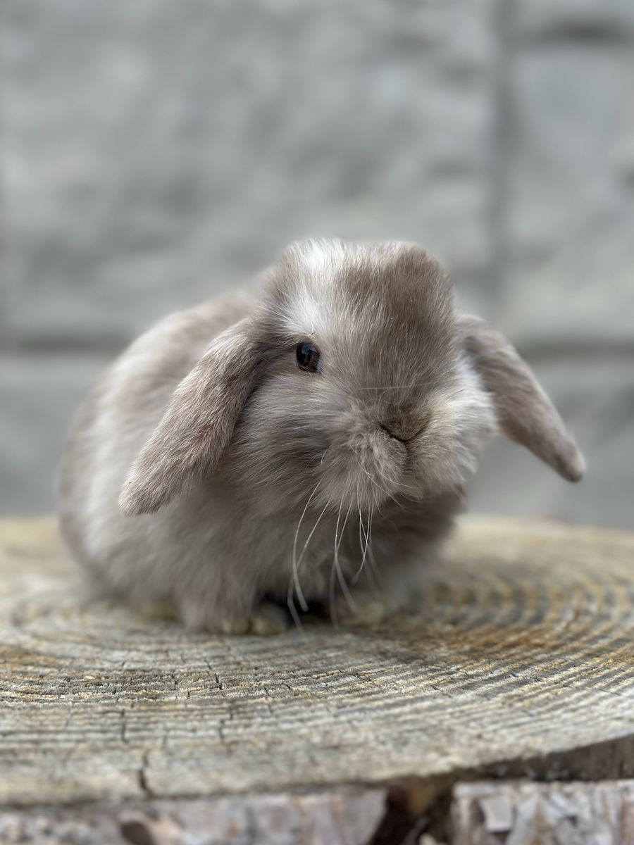 Chocolate Harlequin Holland Lop Baby Girl