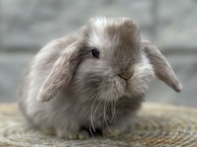 Chocolate Harlequin Holland Lop Baby Girl