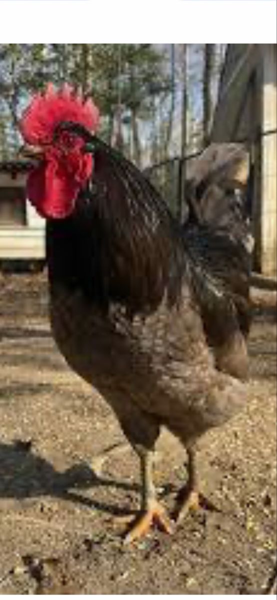 I take Roosters