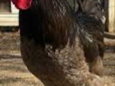 I take Roosters