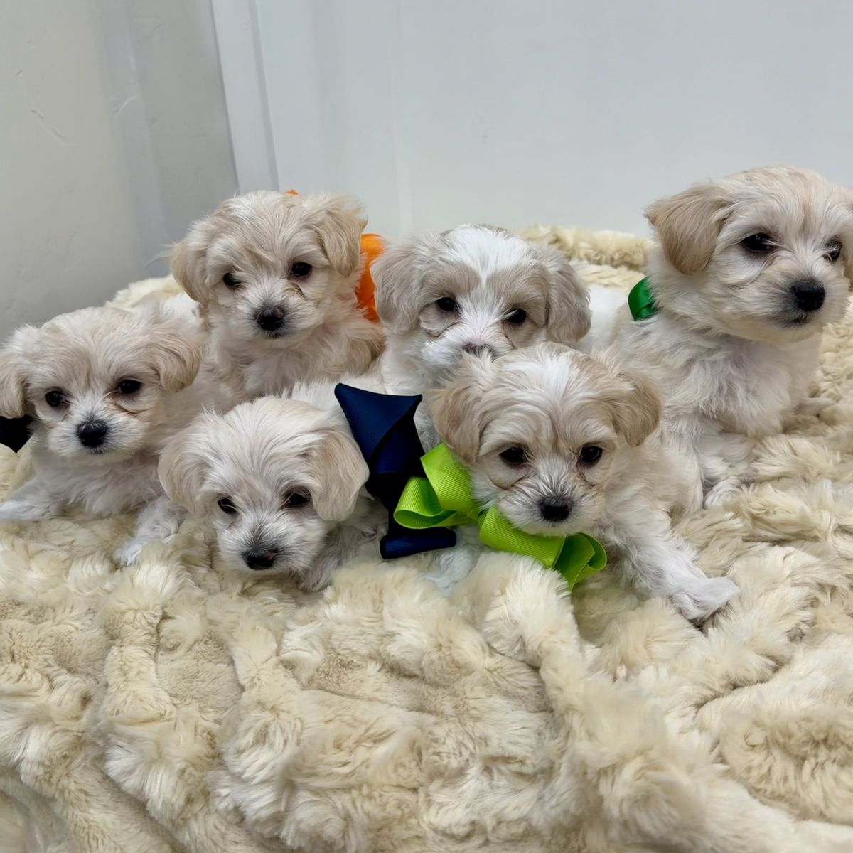 Maltipoo Puppies Maltese Poodle Toy Champion AKC