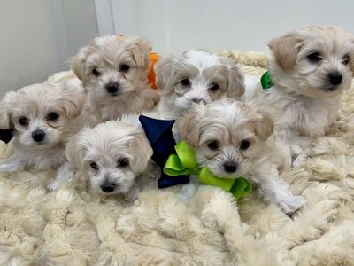 Maltipoo Puppies Maltese Poodle Toy Champion AKC