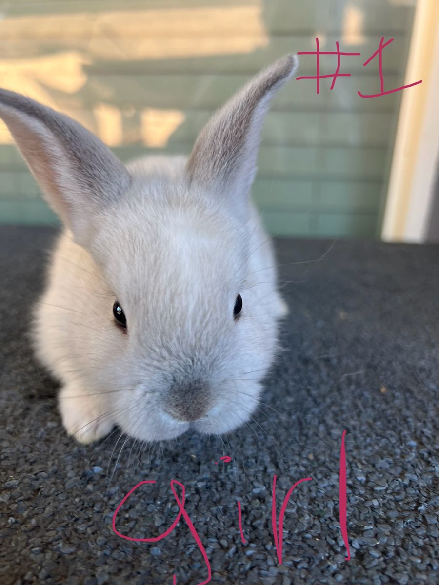 Adorable Lop/Rex Baby Bunnies