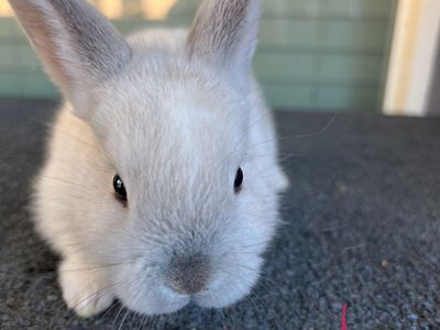 Adorable Lop/Rex Baby Bunnies