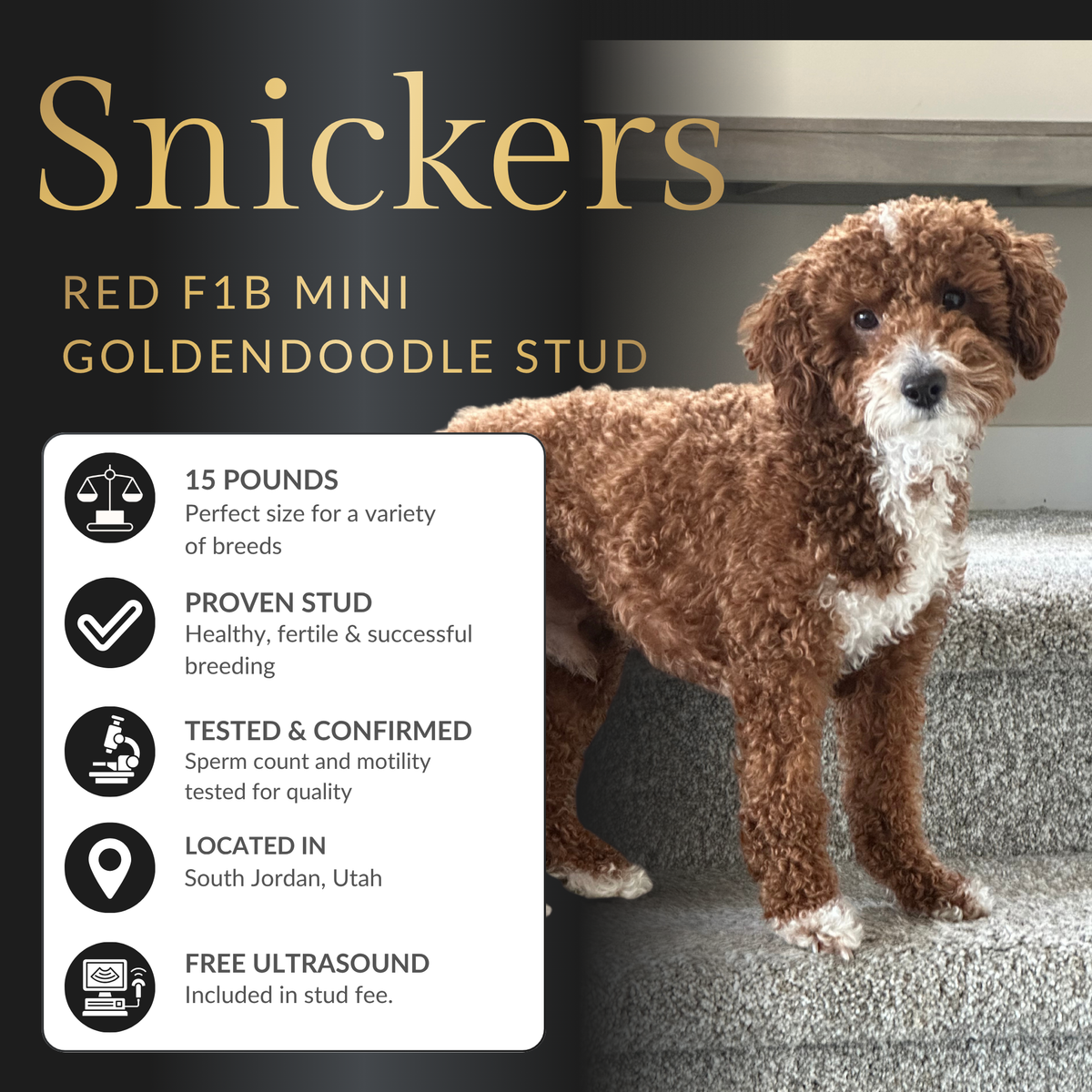 Red F1B Goldendoodle Stud Service – 14 lbs – Health Tested – Teddy Bear Puppies
