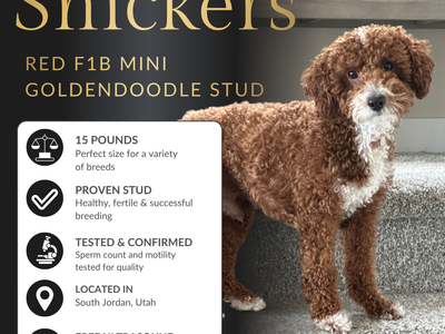 Red F1B Goldendoodle Stud Service – 14 lbs – Health Tested – Teddy Bear Puppies