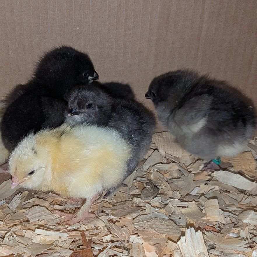 Oliver Egger chicks, unsexed