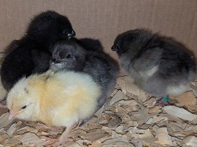 Oliver Egger chicks, unsexed