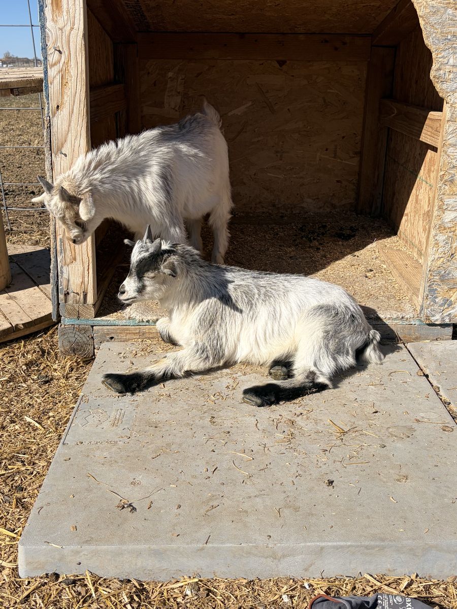 Nigerian Dwarf Bucklings