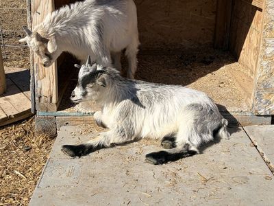 Nigerian Dwarf Bucklings