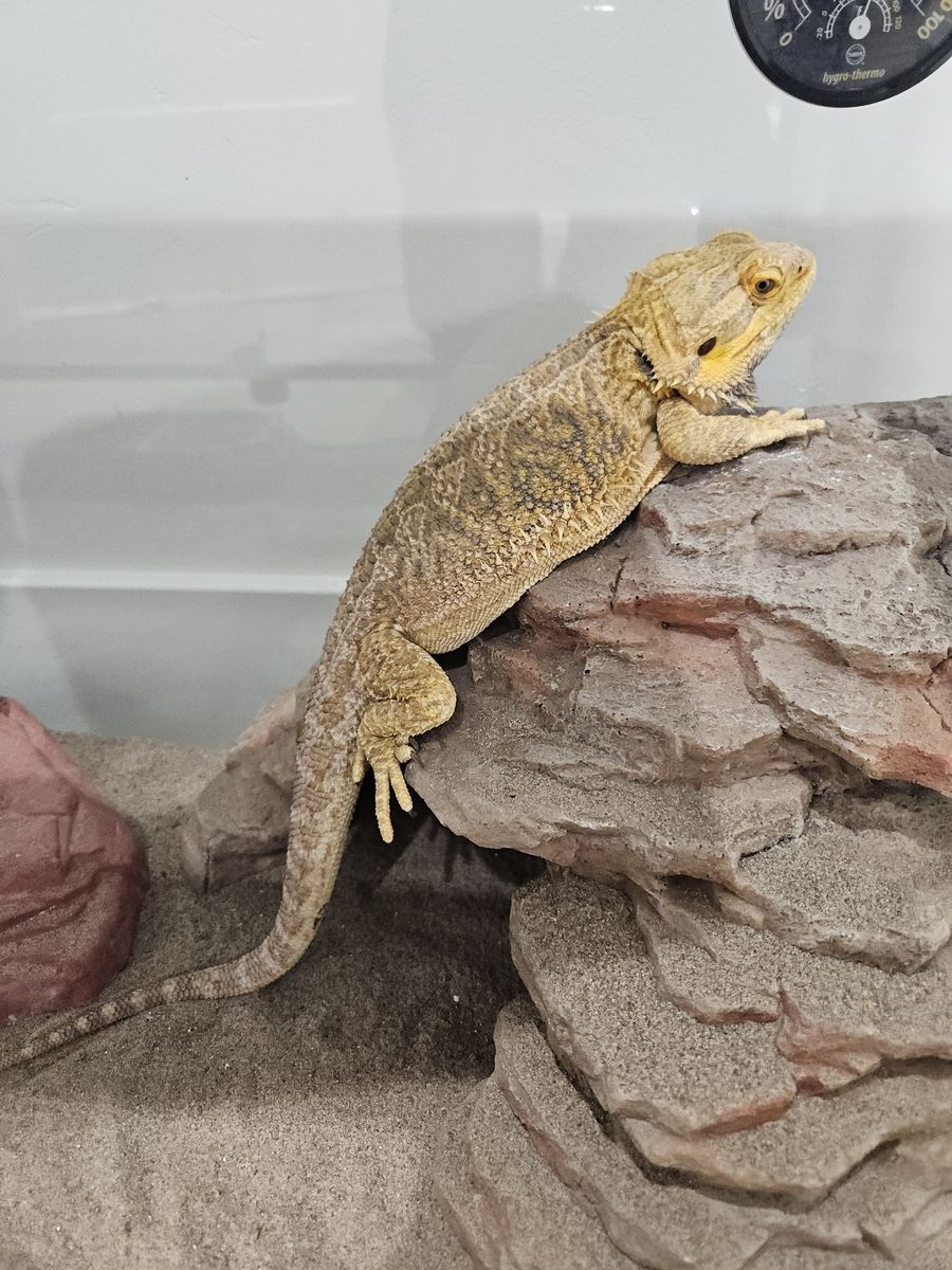 Bearded Dragon and all supplies
