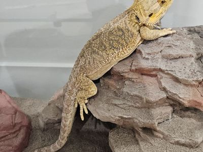 Bearded Dragon and all supplies