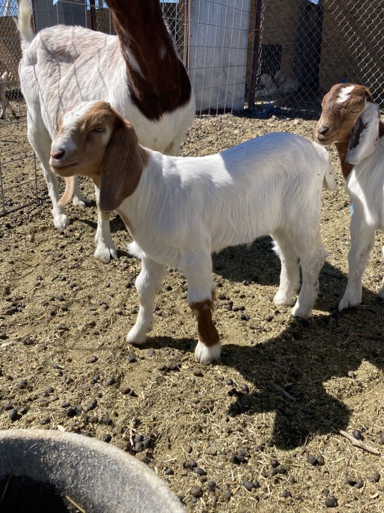 Boer Goats