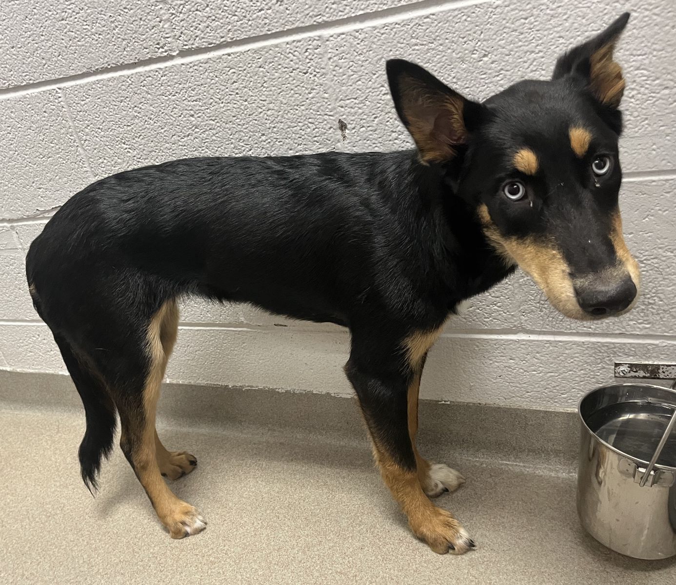 A165345 Lasso is Available for Adoption!
