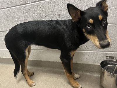 A165345 Lasso is Available for Adoption!