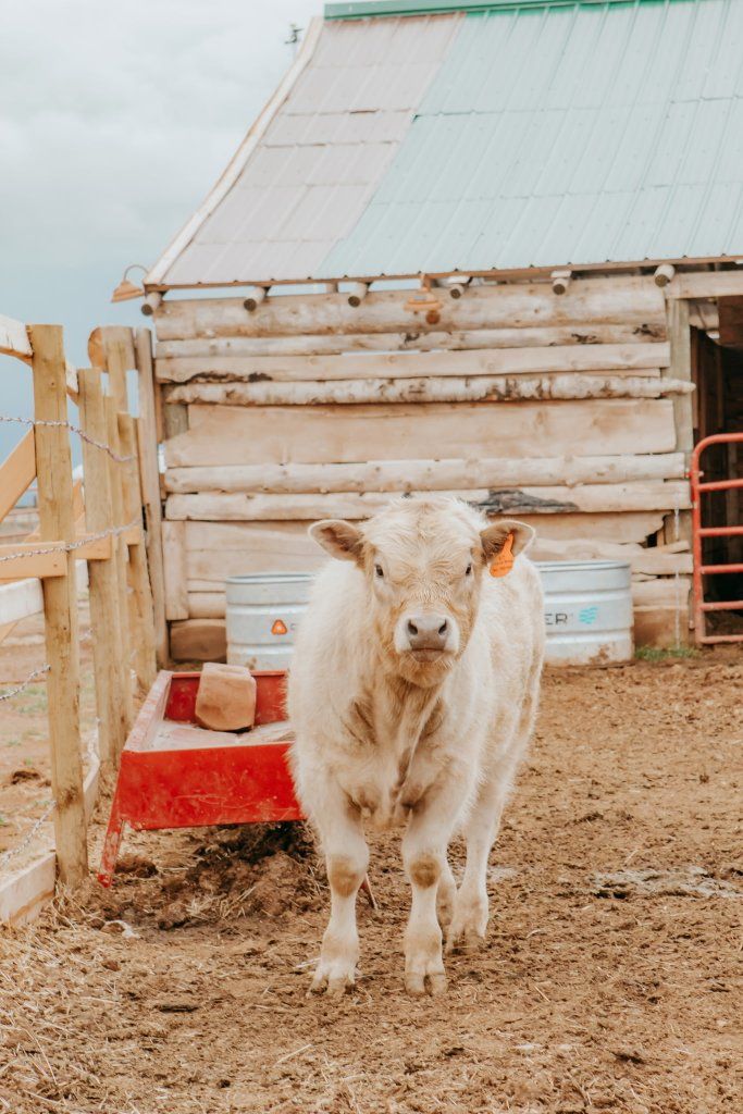 Blond Angus Highland Beef Steer