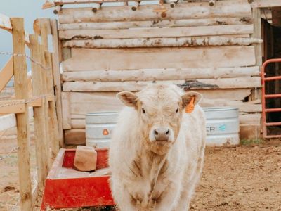 Blond Angus Highland Beef Steer
