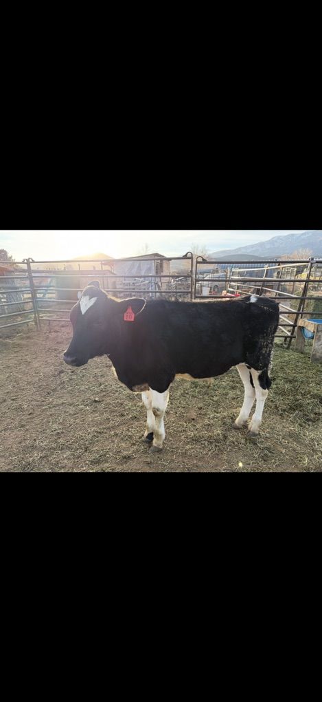 Jersey Holstein Cross Steers (pending)