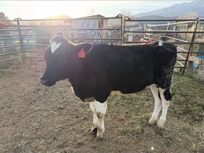 Jersey Holstein Cross Steers (pending)