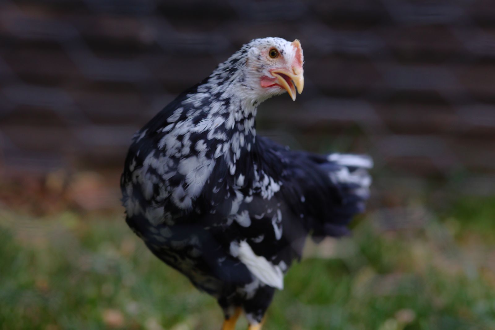 Three Mottled Ancona pullets (hen/chicken) white eggs
