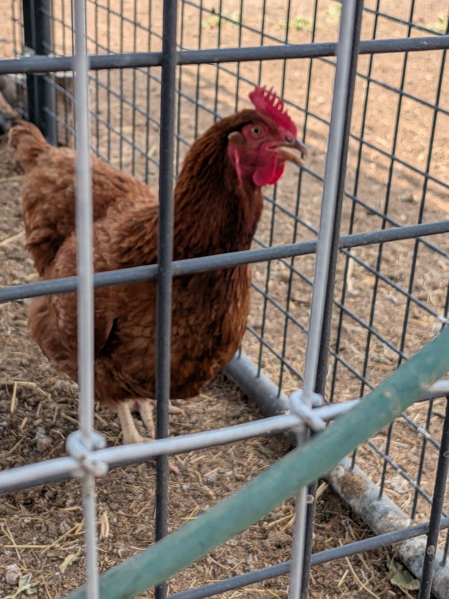FREE CHICKENS- 9 healthy, 2nd year Red chickens. Born in 2024. Excellent layers!