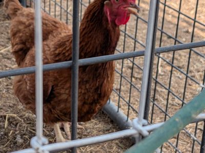 FREE CHICKENS- 9 healthy, 2nd year Red chickens. Born in 2024. Excellent layers!