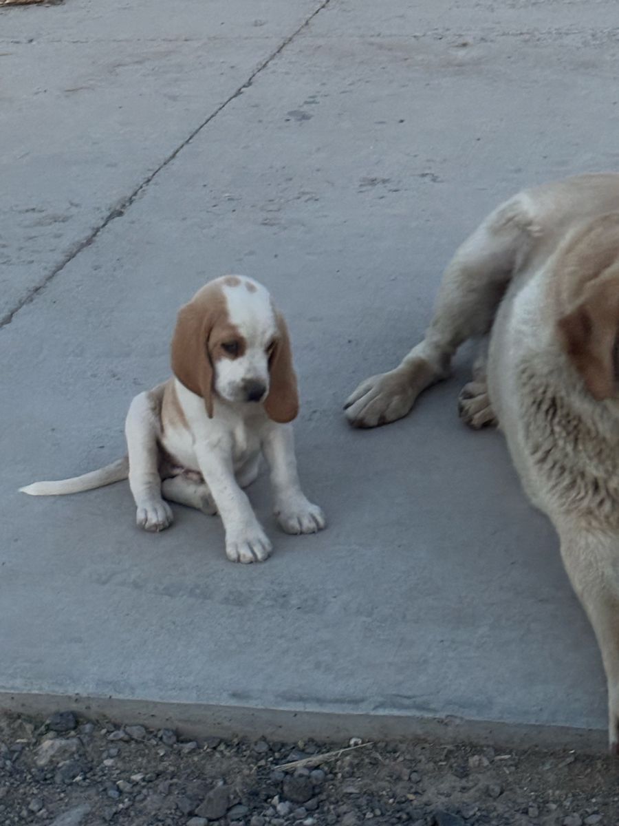 Basset Hound Aussie Puppy