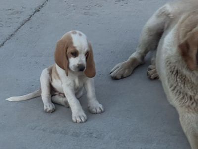 Basset Hound Aussie Puppy