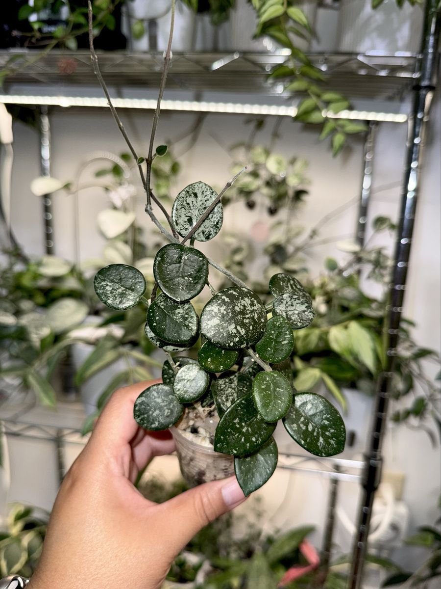 Hoya ‘Mathilde’ (splash) - Plant