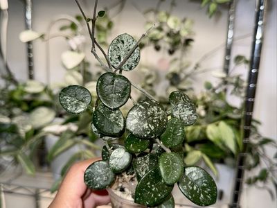 Hoya ‘Mathilde’ (splash) - Plant