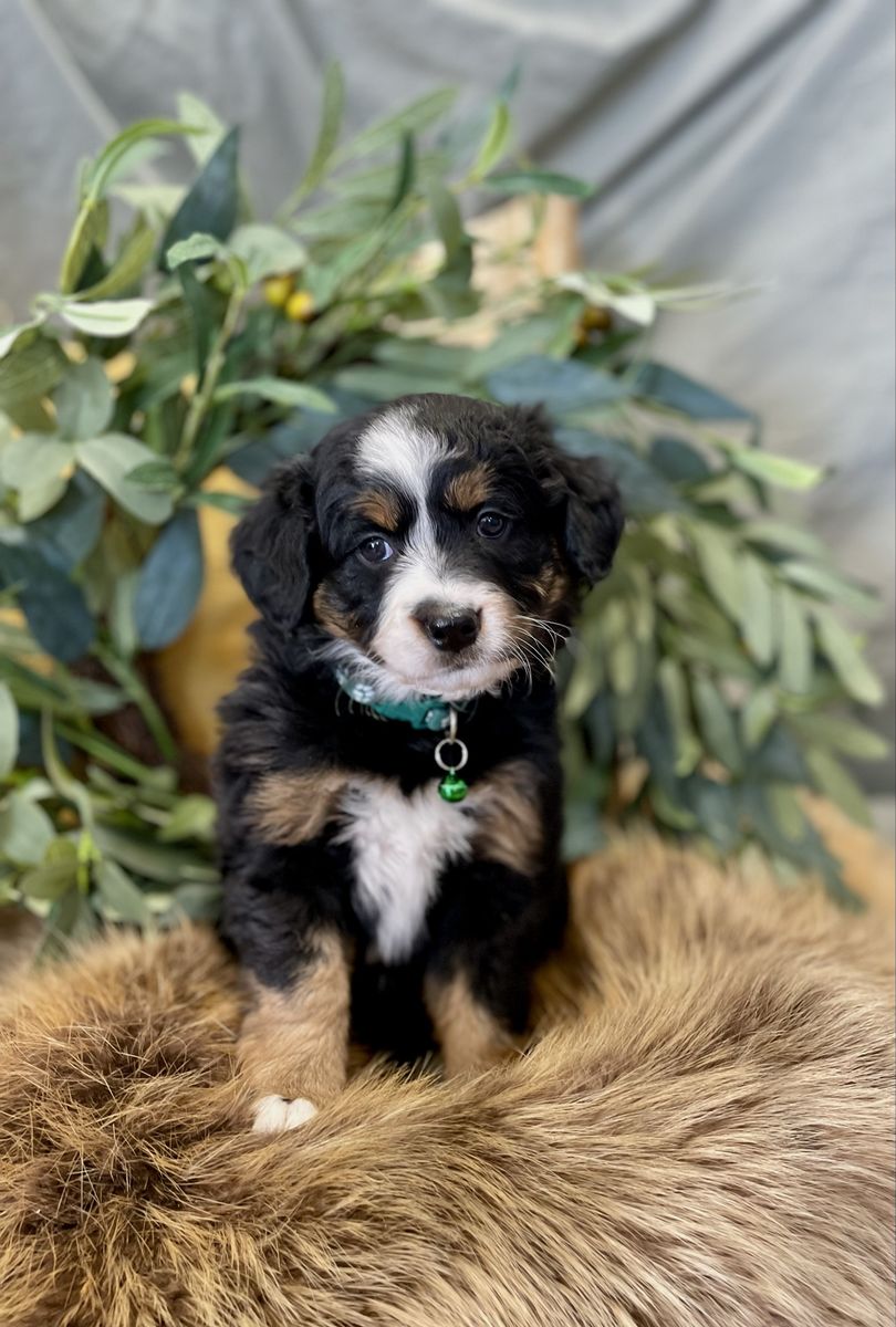Aussie Mountain Bernedoodle