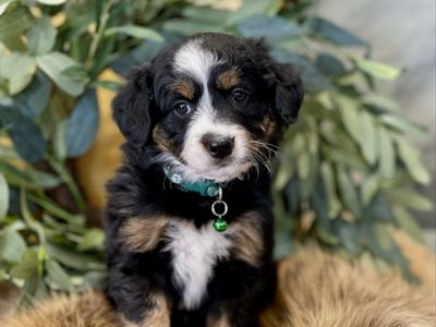 Aussie Mountain Bernedoodle