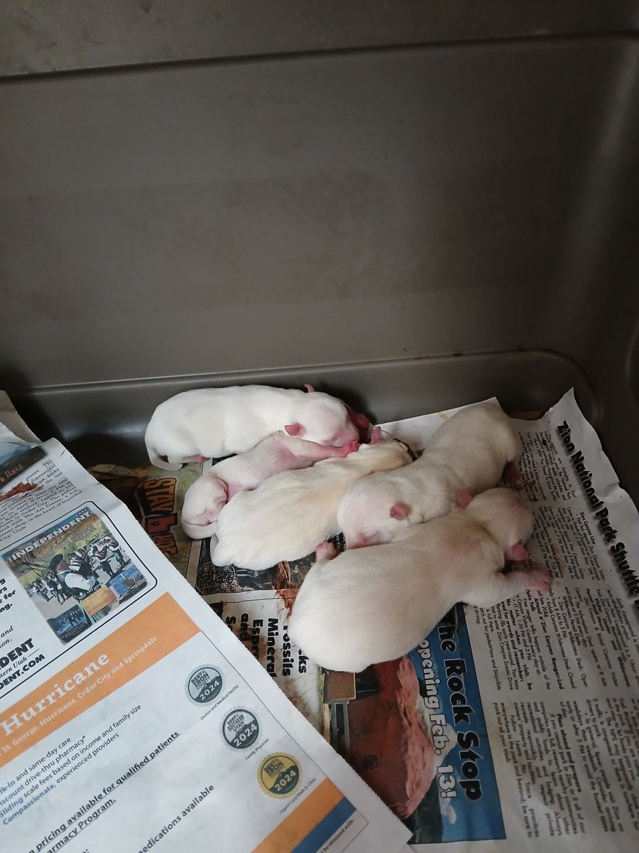 West Highland White Terrier puppies westie AKC