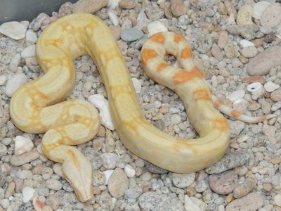 2020 Proven Male Kahl Albino IMG 66% het Anery