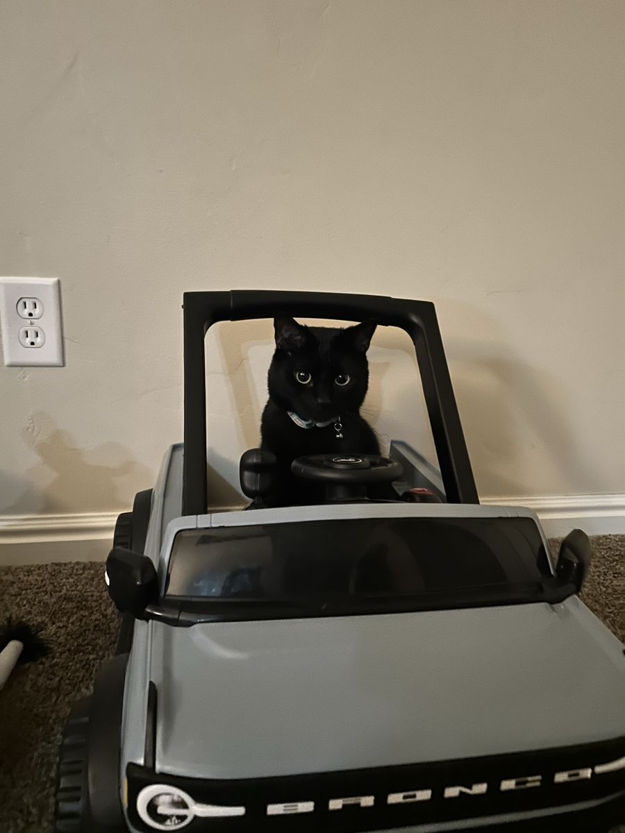Free Black Cat named Onyx