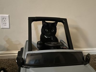 Free Black Cat named Onyx