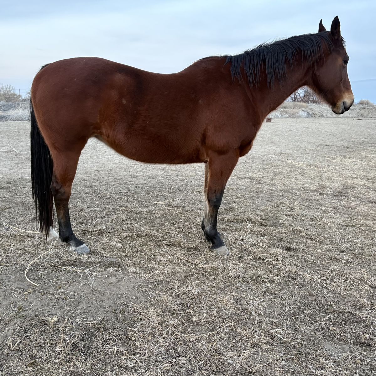 06 Paddys Irish Whiskey Mare