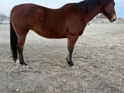 06 Paddys Irish Whiskey Mare